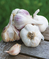 Garlic, Burpee's Best Spring Collection - Plants Seeds