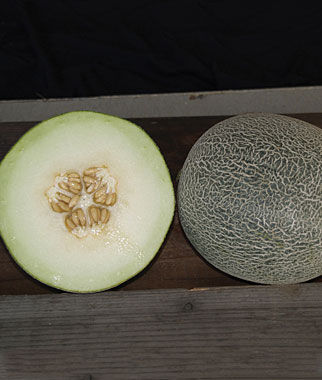Melon, Galia Regalia Hybrid - Plants Seeds