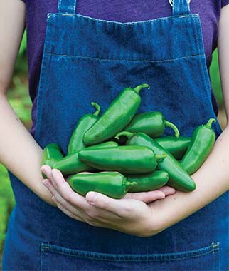 Jalapeno big (culinary applications, health benefits, beloved pepper, Capsicum annuum) Jalapeno big