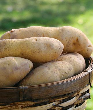 Potato, Princess Laratte - Plants Seeds