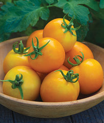 Tomato, Solar Power Hybrid - Plants Seeds