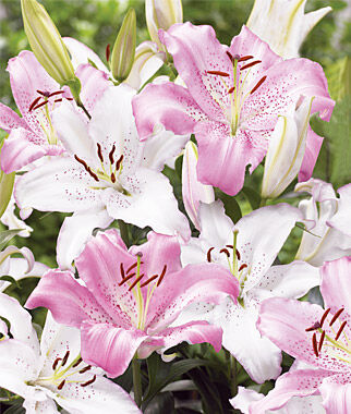Lily, Fragrant Wedding Bells - Plants Seeds