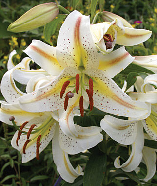 Lily Oriental, Garden Party - Plants Seeds