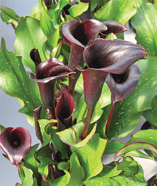 Calla Lilly, Black Star - Plants Seeds