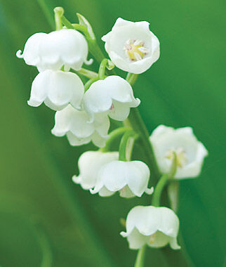 Lily of the Valley Bordeaux - Plants Seeds