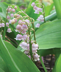 Lily of the Valley, Rose - Plants Seeds