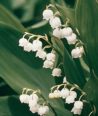 Lily of the Valley - Plants Seeds