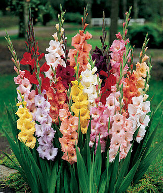 Gladiolus, Butterfly - Plants Seeds