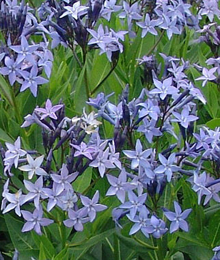 Amsonia