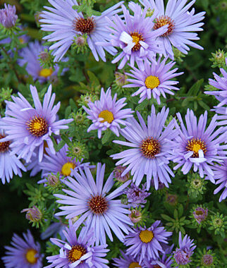 Aster, Raydon's Favorite - Plants Seeds