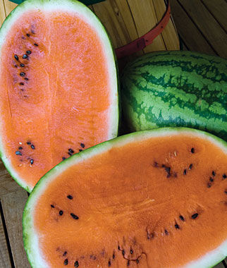 Watermelon, Orange Tendersweet - Plants Seeds