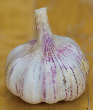 Garlic, Shilla - Plants Seeds