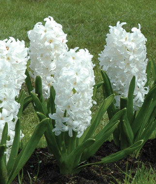 Hyacinth, Carnegie - Plants Seeds