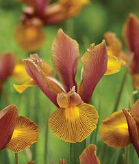 Iris Dutch, Lion King - Plants Seeds