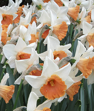 Daffodil, Chromacolor - Plants Seeds