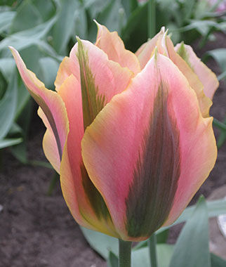 Tulip Artist