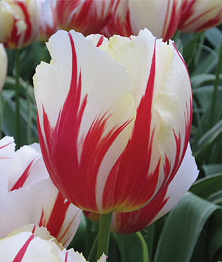 Tulip Carnaval de Rio