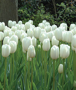 Tulip, Clear Water - Plants Seeds