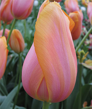 Tulip Dordogne