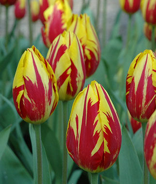 Tulip, Mickey Mouse - Plants Seeds