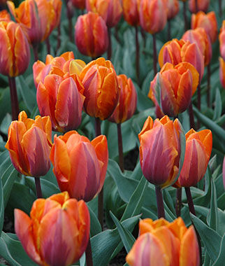 Tulip, Princess Irene - Plants Seeds