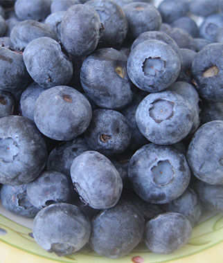 Blueberry, Jewel - Seedsplant