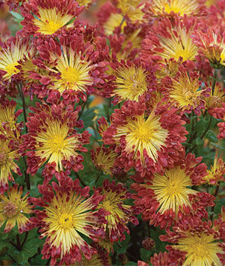 Chrysanthemum, Matchsticks - Seedsplant