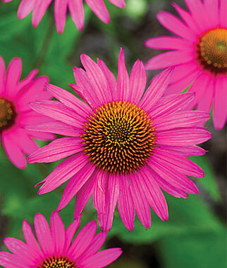 Echinacea, Pink Shimmer - Plants Seeds