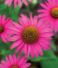 Echinacea, Pink Shimmer - Plants Seeds