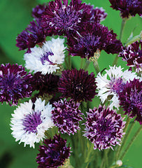 Cornflower, Burgundy Beauties Mix - Plants Seeds