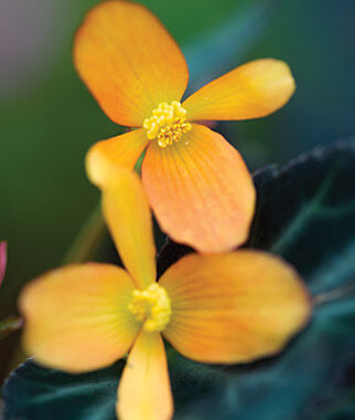 Begonia Sparks Will Fly