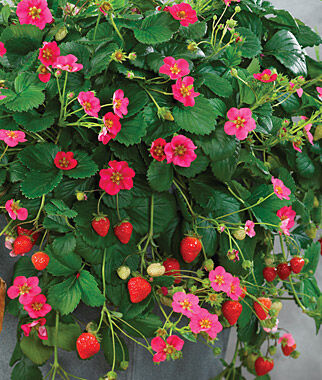 Strawberry Toscana 5pcs seeds Detailed Instructions included