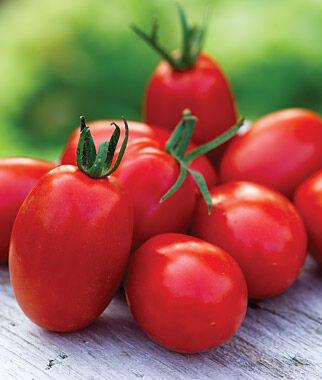 Tomato Mighty Sweet Hybrid