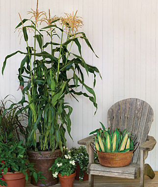 Corn, On Deck Hybrid - Plants Seeds