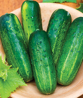 Cucumber, Supremo Hybrid - Plants Seeds