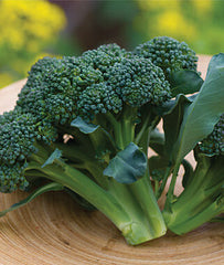 Broccoli, Sun King Hybrid - Seedsplant