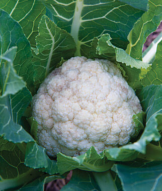 Cauliflower, Attribute Hybrid - Plants Seeds