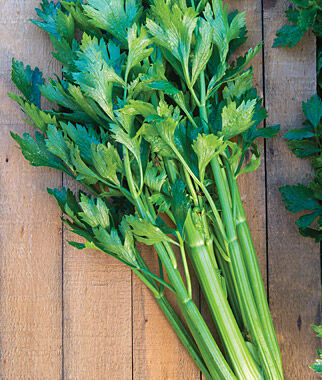 Celery Tango Hybrid