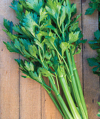 Celery, Tango Hybrid - Plants Seeds