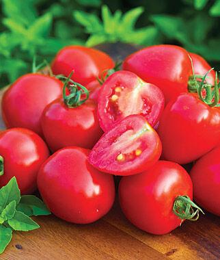 Tomato, Tomatoberry Garden Hybrid - Plants Seeds