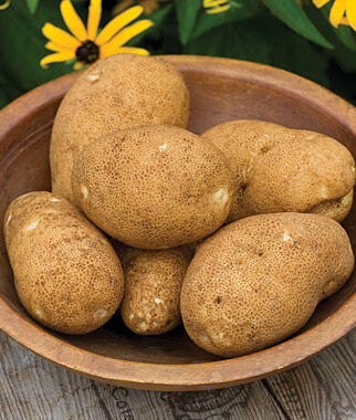 Potato, Rio Grande Russet - Plants Seeds
