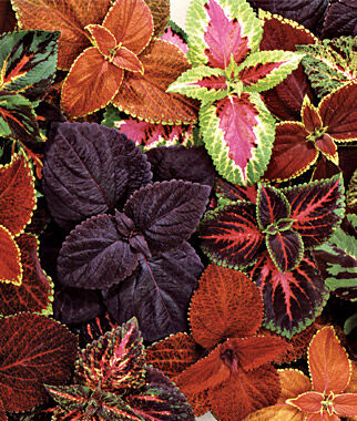Coleus, Giant Leaf Mix - Seedsplant