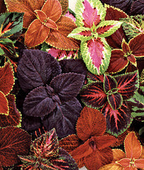 Coleus, Giant Leaf Mix - Seedsplant