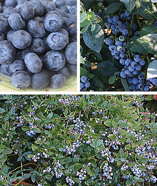 Blueberry, The Southern Collection - Seedsplant