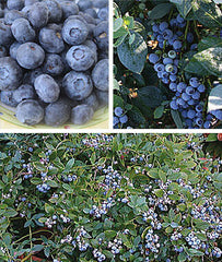 Blueberry, The Southern Collection - Seedsplant