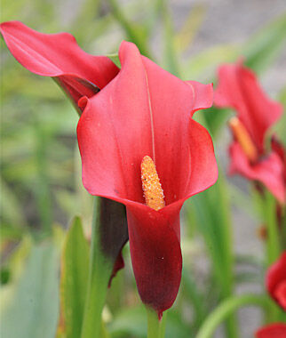 Calla, Red Alert - Plants Seeds