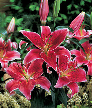 Lily Oriental, Stargazer - Plants Seeds