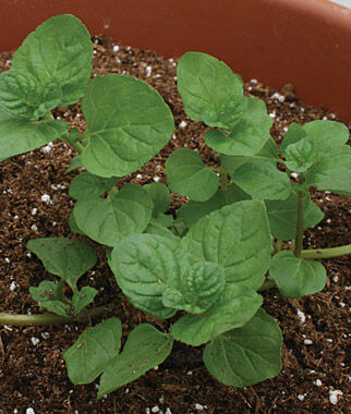 Mint, Orange - Plants Seeds