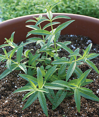 Verbena, Lemon - Plants Seeds