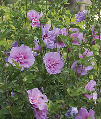 Hibiscus, Lavender Chiffon - Plants Seeds